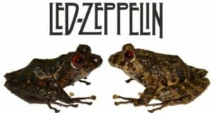 60CC8D9F new species of frog found in ecuador named after led zeppelin image