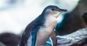 Little Penguin eBird Μικροι πιγκουινοι
