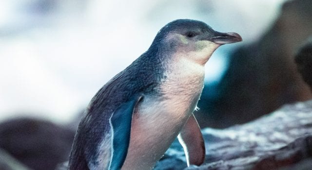 Little Penguin eBird Μικροι πιγκουινοι