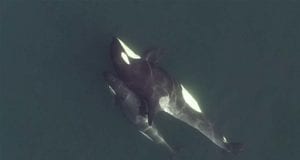 orca drone όρκα φάλαινα