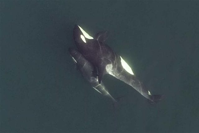 orca drone όρκα φάλαινα