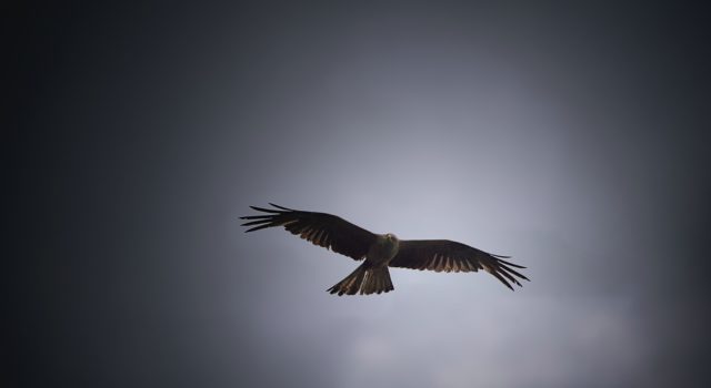 Χρυσαετός - Golden Eagle - Αετός