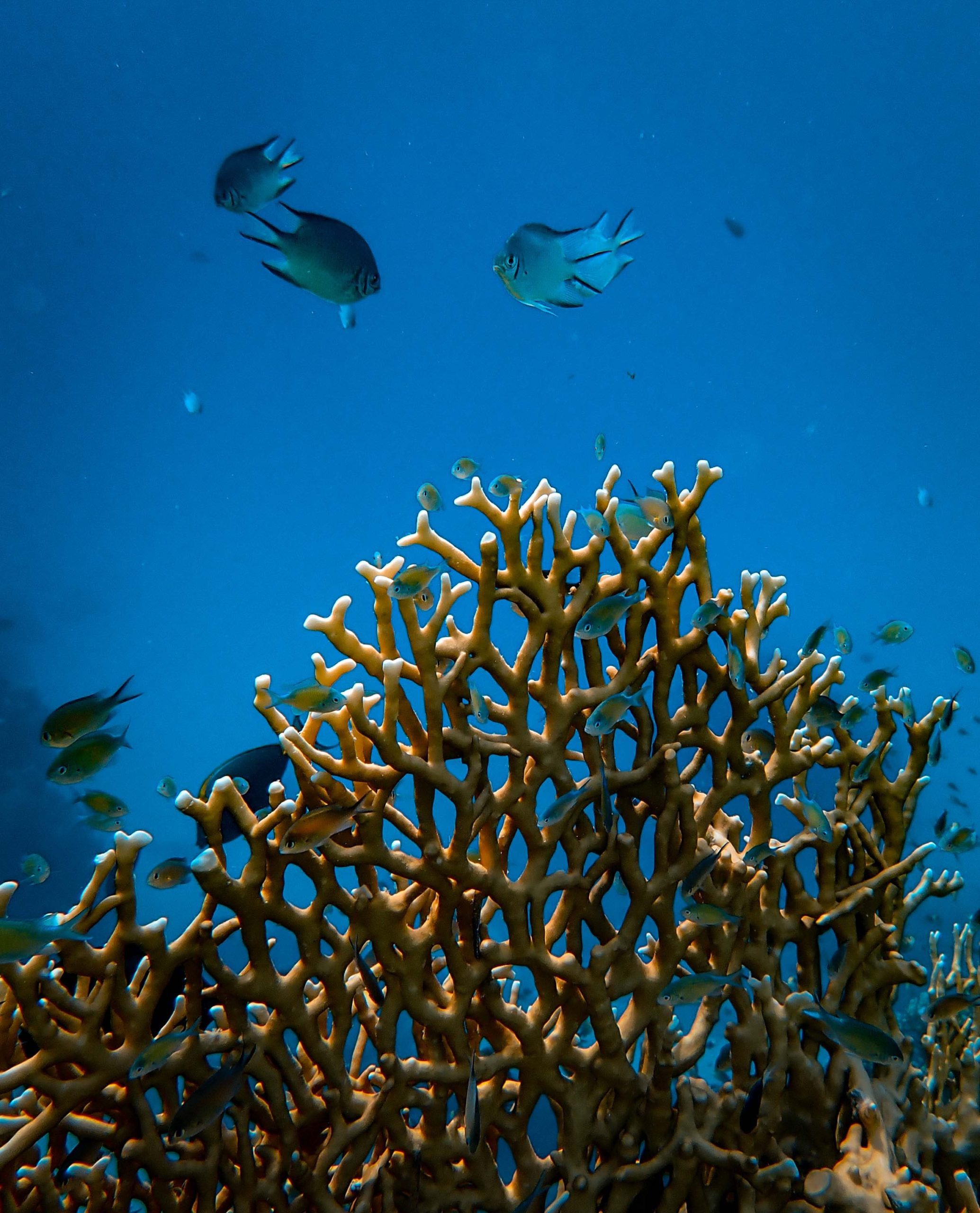 κοραλλιογενής ύφαλος - κοραλλιών