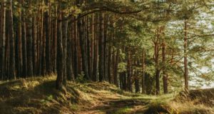 δάσος - δέντρα - φύση - αποψίλωση - Εθνικό Δίκτυο Μονοπατιών