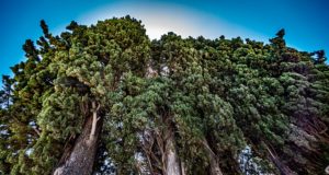 ΜΟΡΙΑΣ 21 - Φύση - Ευρωστίνα - Δέντρα