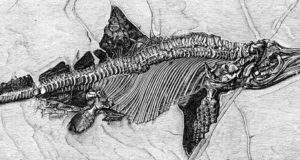 intriguing ichthyosaur wide