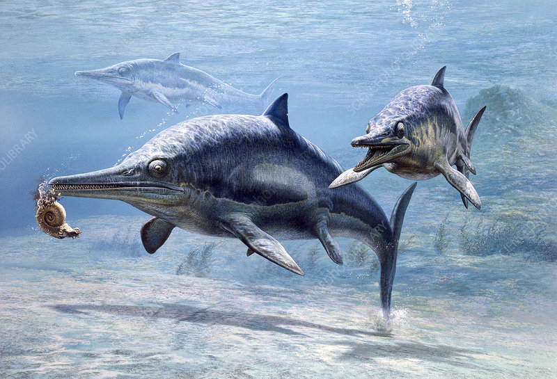 Ichthyosaur preying on an ammonite, illustration