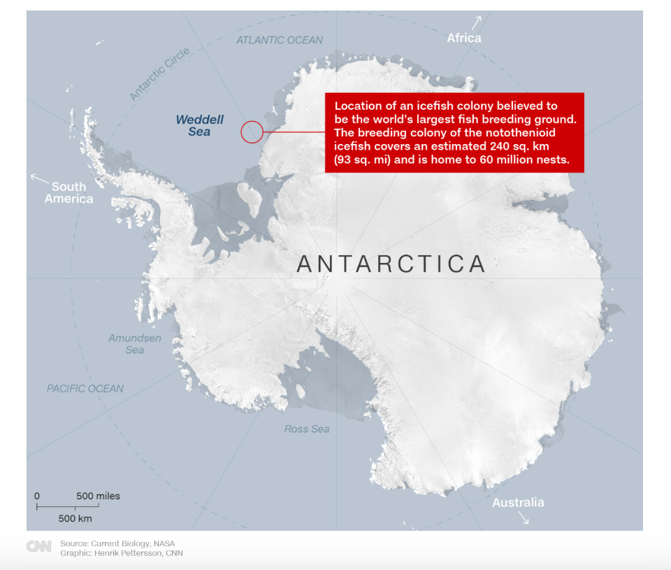 Icefish Antartica