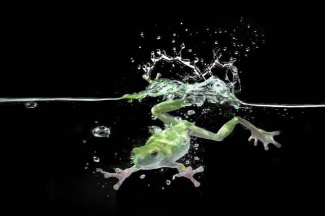 Science frog