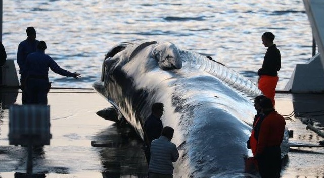 iceland whaling3 CNN