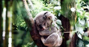 koala jordan whitt unsplash