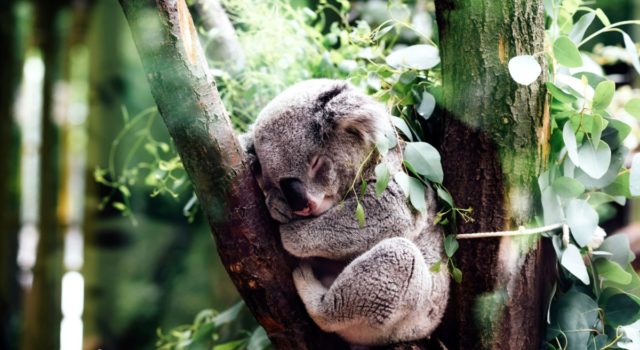 koala jordan whitt unsplash