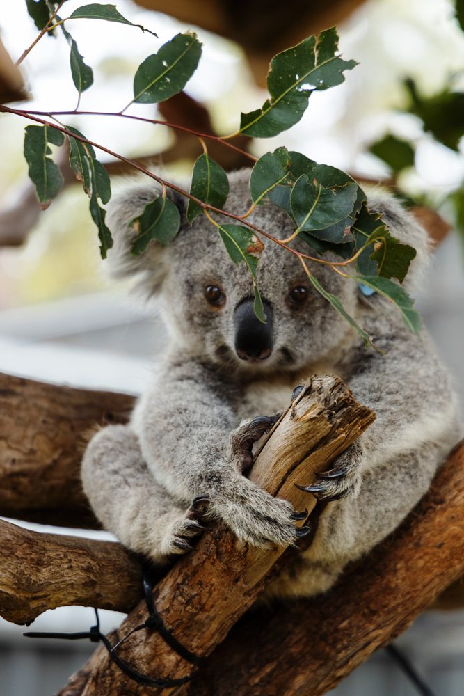 koala roland kay smith unsplash