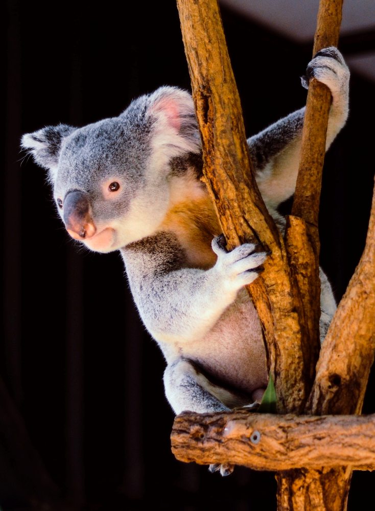 koala vita vilcina unsplash