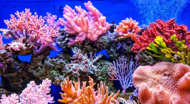 koralia qui nguyen unsplash