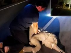 Baby elephant resuscitated by CPR after being hit by motorbike in Thailand