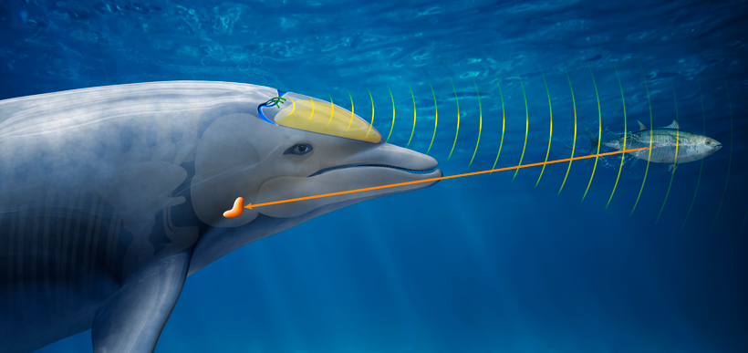 dolphin sonar