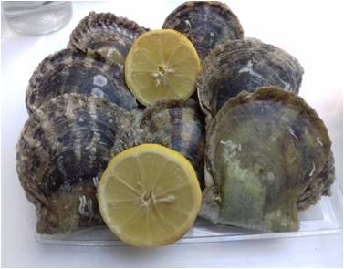 bivalvianet pearl oyster Pinctada radiata