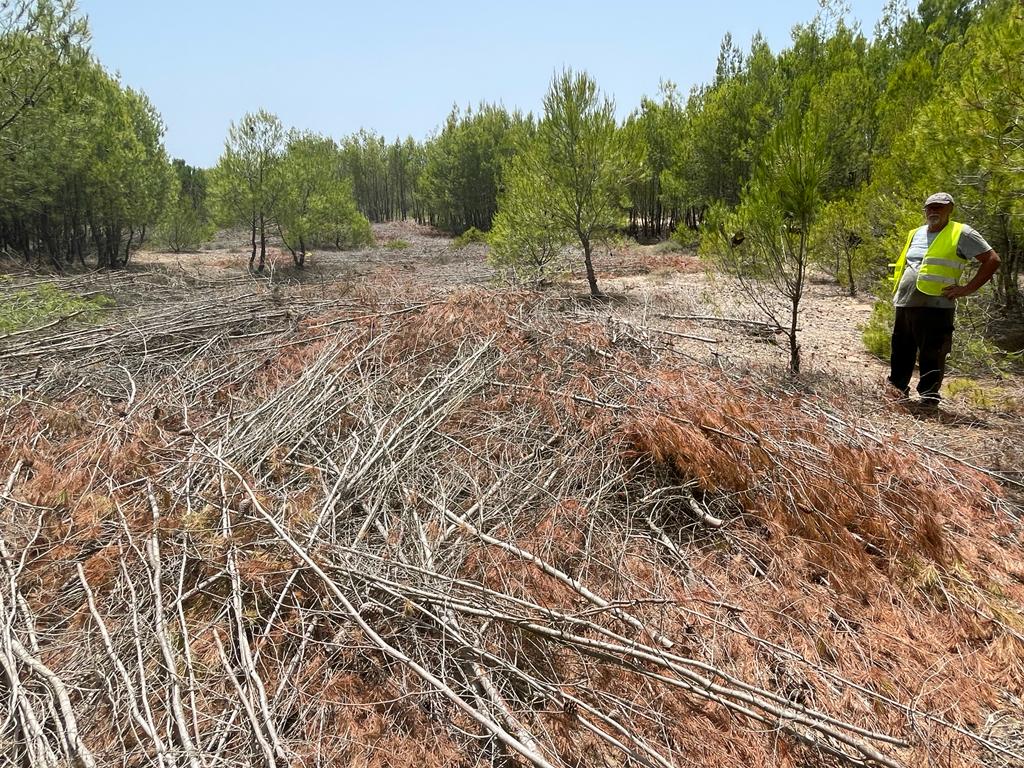 Εργασίες αραίωσης της βλάστησης και διαπλάτυνσης αντιπυρικών ζωνών στο δάσος Χαλεπίου πεύκης στο Βαρθολομιό 1