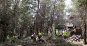 προληπτικές εργασίες καθαρισμού του δάσους της Στροφυλιάς 1