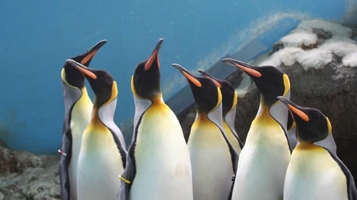 πιγκουινοι Ιαπωνια