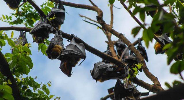 νυχτερίδα - νυχτερίδες - Αυστραλία