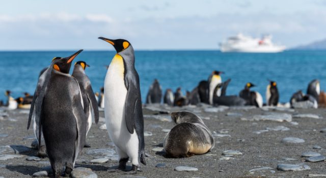 Αυτοκρατορικοί πιγκουίνοι - φώκια - Ανταρκτικής