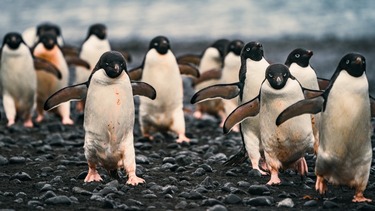 Πιγκουίνοι της Αδελίας - Ανταρκτικής