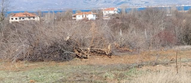 Στα όρια του χωριού Δισπηλιό βρέθηκε η φωλιά της αρκούδας μετά από εργασίες καθαρισμού σε παρακείμενο χωράφι.