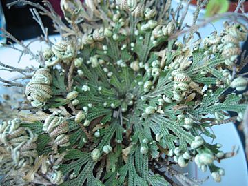 360px Selaginella lepidophylla gruen