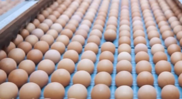 ΑΥΓΆ σε εργοστάσιο επεξεργασίας