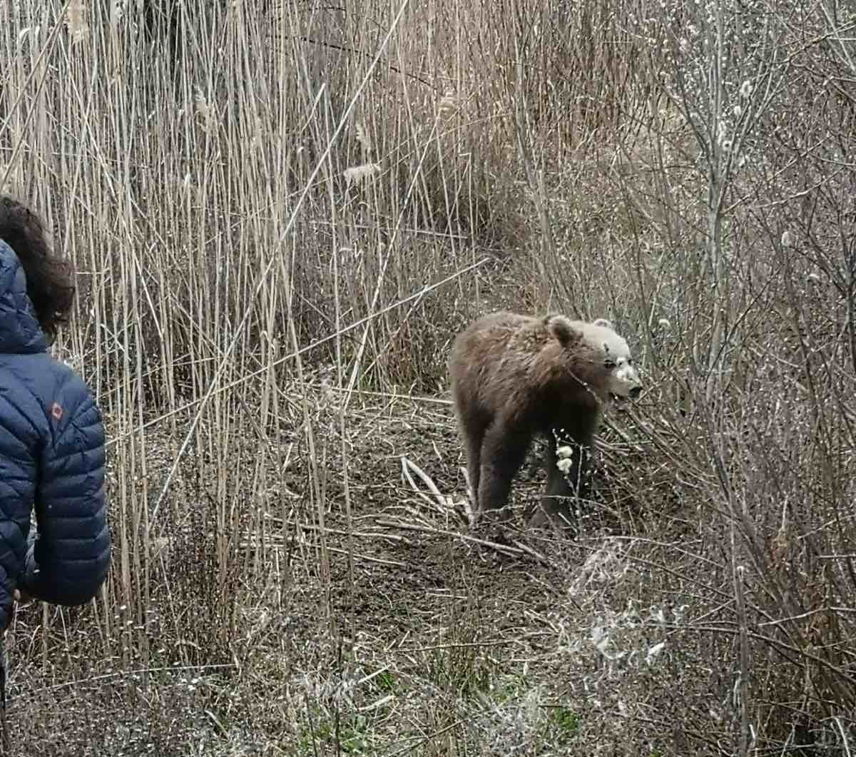 Απεγκλωβισμός αρκούδας 2