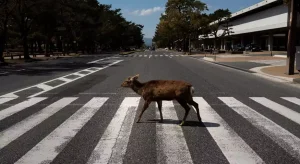 Ελάφι διασχίζει το δρόμο στη Νάρα της Ιαπωνίας