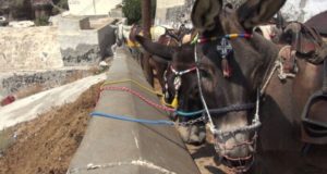 santorini donkeys tied to wall 700x397