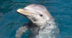 δελφινι (1)
