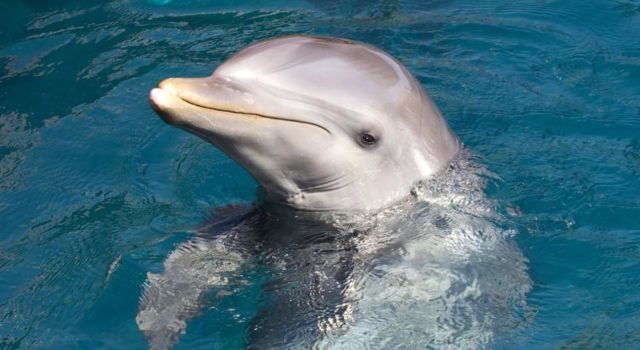 δελφινι (1)