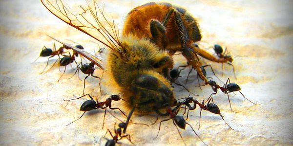 μέλισσες κεντρική