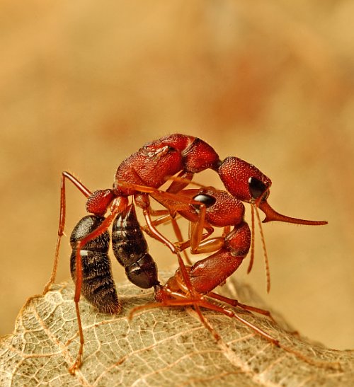 μυρμηγκια1