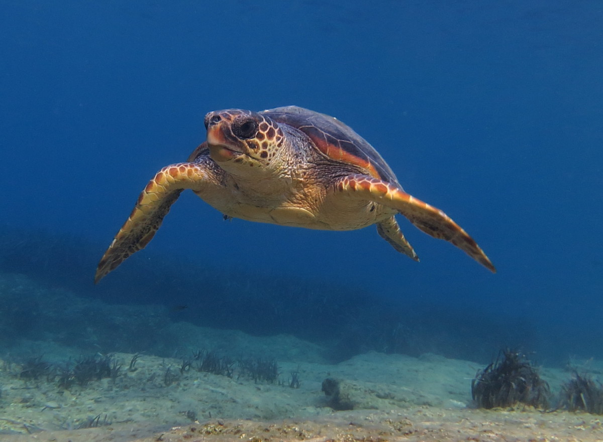 Ζάκυνθος: Ρεκόρ φωλιών για τη χελώνα Καρέτα Καρέτα - Ecozen