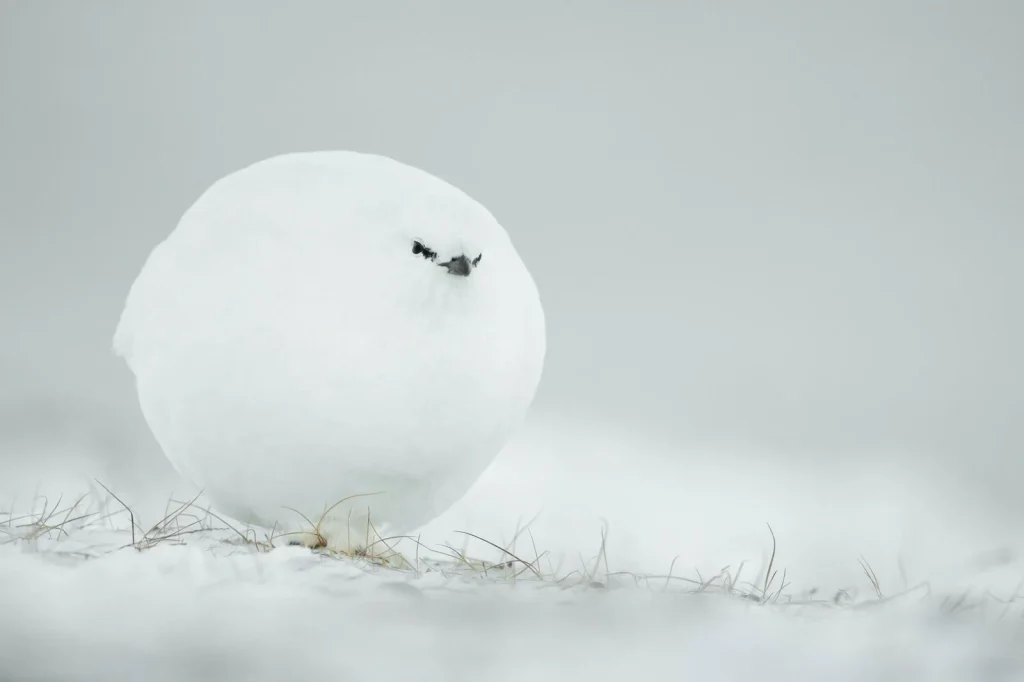 jacques poulard snowball
