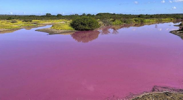 ροζ νερα λίμνη Χαβάη