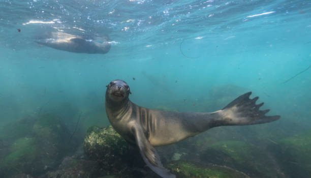 Wildlife with Sea Lion in the Pacific Ocean