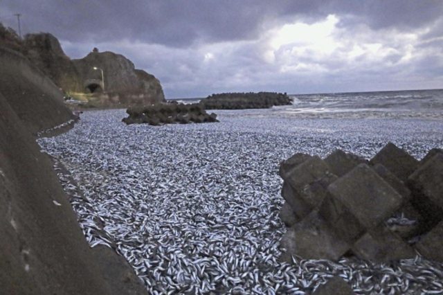 νεκρα ψαρια ιαπωνια
