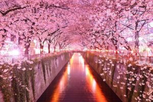 13. Sakura Tunnel Japan 20 Magical Tree Tunnels You Should Definitely Take A Walk Through