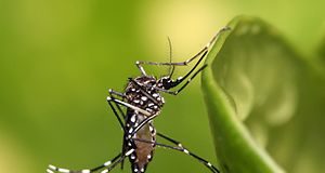 Κουνούπι Aedes aegypti