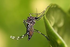 Κουνούπι Aedes aegypti
