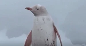πιγκουινος