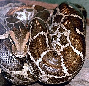 Python molurus molurus 2