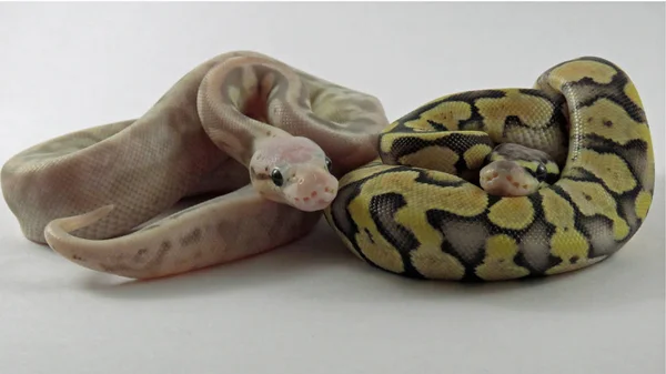 ball python baby snakes