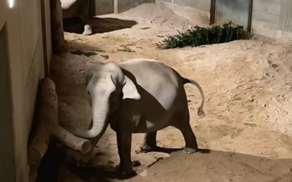 elefantas mitera moro